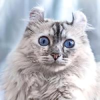 gato, olhos, animal Eugenesergeev - Dreamstime
