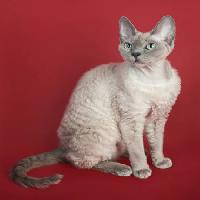 Pixwords Com a imagem gato, animal Marta Holka - Dreamstime