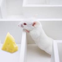 Pixwords Com a imagem rato, ratos, queijo, labirinto Juan Manuel Ordonez - Dreamstime