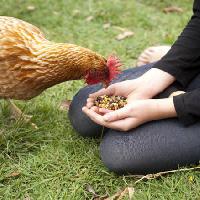 de frango, mãos, comer, alimento, grama, verde Gillian08 - Dreamstime