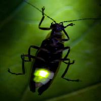 Pixwords Com a imagem inseto, animal, selvagem, animais selvagens, pequeno, folha, verde Fireflyphoto - Dreamstime