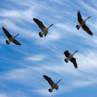 Pixwords Com a imagem pássaros, céu, mosca, nuvens Scol22 - Dreamstime
