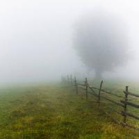 nevoeiro, campo, árvore, cerca, verde, capim Andrei Calangiu - Dreamstime