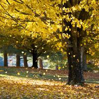 Pixwords Com a imagem árvore, árvores, outono, folhas, amarelo Daveallenphoto