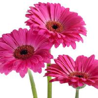 Pixwords Com a imagem flores, flor, rosa, violeta Tatjana Baibakova - Dreamstime