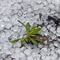 Pixwords Com a imagem grânulos, gelo, chuva, flor, verde, planta Dantautan - Dreamstime