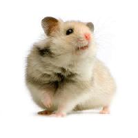Pixwords Com a imagem de rato, rato, animal Isselee - Dreamstime