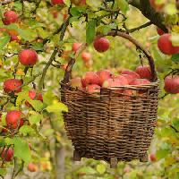 Pixwords Com a imagem maçãs, cesta, árvore Petr  Cihak - Dreamstime