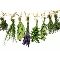 plantas, verde, balanço, corda, flor, flores Angelamaria - Dreamstime