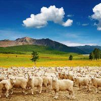 Pixwords Com a imagem carneiros, natureza, montanha, céu, nuvem, rebanho Dmitry Pichugin - Dreamstime