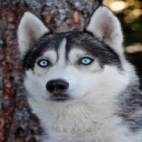 Pixwords Com a imagem cão, olhos, azul, animal Mikael Damkier - Dreamstime
