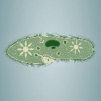 Pixwords Com a imagem pegada, algas, verde, estrela, tecido microscópico Vladimir Zadvinskii (Vladimiraz)