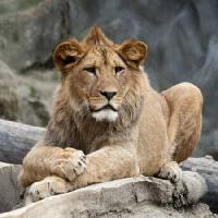 Pixwords Com a imagem leão, animal, selvagem, gato Marek Jelínek - Dreamstime