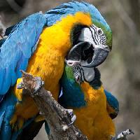 Pixwords Com a imagem papagaio, pássaro, cor, pássaros Marek Jelínek - Dreamstime