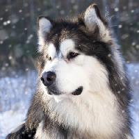 Pixwords Com a imagem lobo, cão, animal, selvagem Lilun - Dreamstime