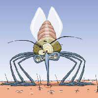 Pixwords Com a imagem mosquito, animais, cabelo, moscas, família, infecção, malária Dedmazay - Dreamstime