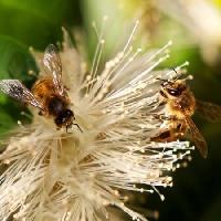 Pixwords Com a imagem abelhas, natureza, abelha, pólen, flor Sheryl Caston - Dreamstime