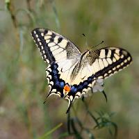 Pixwords Com a imagem borboleta, inseto, animal Sergey  Galushko (Galdzer)