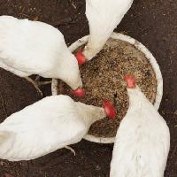 galinhas, comer, alimento, bacia, branco, grão, trigo Alexei Poselenov - Dreamstime