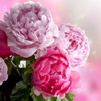 Pixwords Com a imagem flor, flores, jardim, rosa Piccia Neri - Dreamstime