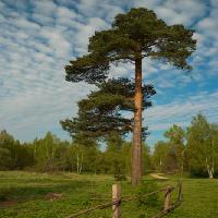Pixwords Com a imagem árvore, jardim, campo, natureza, cerca, estrada, verde Konstantin Gushcha - Dreamstime