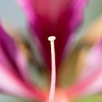 Pixwords Com a imagem da flor, flores Imphilip - Dreamstime
