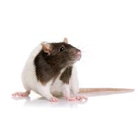 Pixwords Com a imagem roedor, animal, rato Isselee - Dreamstime