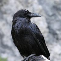 Pixwords Com a imagem pássaro, preto, pico Matthew Ragen - Dreamstime