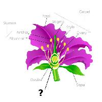 Pixwords Com a imagem planta, desenho, estame, pétala, filamento, óvulos Snapgalleria