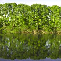 Pixwords Com a imagem árvore, árvores, água, verde, lago Vadim Yerofeyev - Dreamstime