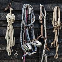 Pixwords Com a imagem cavalo, corda, cordas, objetos Vladimir Lukovic (Radelukovic)