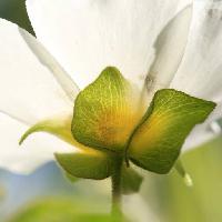 Pixwords Com a imagem flor, planta, natureza, verde, branco Francisco  Caravana (Caravana)
