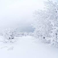 inverno, branco, árvore Kutt Niinepuu - Dreamstime