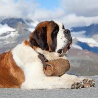 Pixwords Com a imagem cão, barril, montanha Swisshippo - Dreamstime
