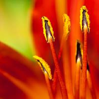 Pixwords Com a imagem flor, vermelho, polen Sebastien Fremont - Dreamstime