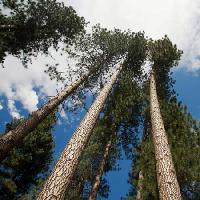 Pixwords Com a imagem árvore, árvores, céu, madeira, nuvens Juan Camilo Bernal - Dreamstime