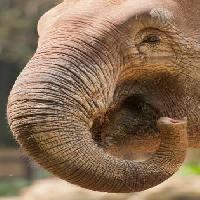 Pixwords Com a imagem trunfo, nariz, tronco, elefante Imphilip - Dreamstime