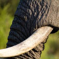 Pixwords Com a imagem elefante, tronco, animal Villiers Steyn (Villiers)