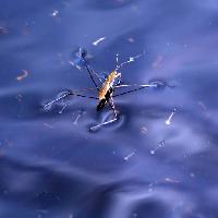 Pixwords Com a imagem inseto, água, flutuador, azul Sergey Yakovlev (Basel101658)