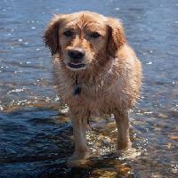 Pixwords Com a imagem cão, água, animal Emilyskeels22 - Dreamstime