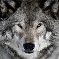Pixwords Com a imagem lobo, animal, selvagem, cão Alain - Dreamstime