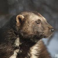 Pixwords Com a imagem animal, urso, selvagem, animais selvagens, pele Moose Henderson - Dreamstime